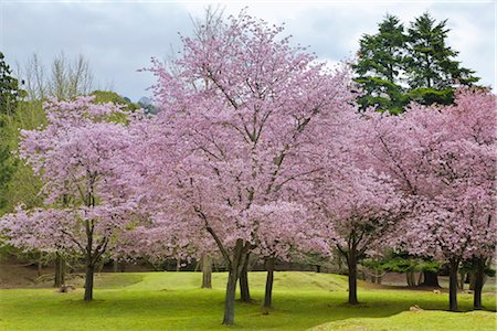 Cerisiers en fleurs, parc de Nara, Nara, préfecture de Nara, Kansai, Honshu, Japon Photographie de stock - Rights-Managed, Code: 700-02887266