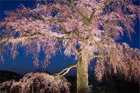 park nobody night - Cherry Blossoms, Maruyama Park, Kyoto, Kyoto Prefecture, Kansai, Honshu, Japan Stock Photo - Rights-Managed, Code: 700-02887267