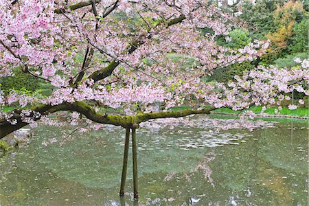 Fleurs de cerisier, Heian Jingu temple, Kyoto, préfecture de Kyōto, Kansai, Honshu, Japon Photographie de stock - Rights-Managed, Code: 700-02887261