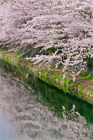 Cerisiers en fleurs, la rivière Kamo, Kyoto, préfecture de Kyōto, Kansai, Honshu, Japon Photographie de stock - Rights-Managed, Code: 700-02887262