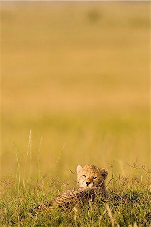 Cheetah Cub en herbe, Masai Mara, Kenya Photographie de stock - Rights-Managed, Code: 700-02887426