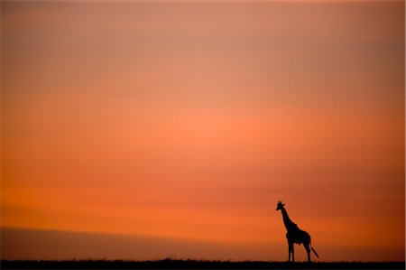 simsearch:700-06645852,k - Giraffe bei Sonnenaufgang, Masai Mara, Kenia Stockbilder - Lizenzpflichtiges, Bildnummer: 700-02887421