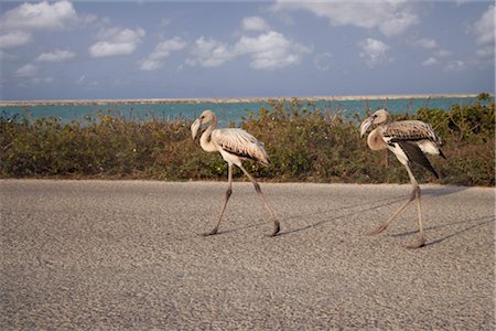 Flamingo, Pekelmeer, Bonaire, Netherlands Antilles Stock Photo - Rights-Managed, Code: 700-02903732