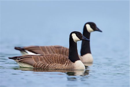 Canada Geese Stock Photo - Rights-Managed, Code: 700-02903787