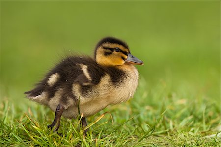 Mallard Duckling Foto de stock - Con derechos protegidos, Código: 700-02903788