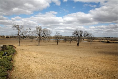 desierto (inhabitado) - Bare Trees in Field, Somerville, Texas, USA Foto de stock - Con derechos protegidos, Código: 700-02912116