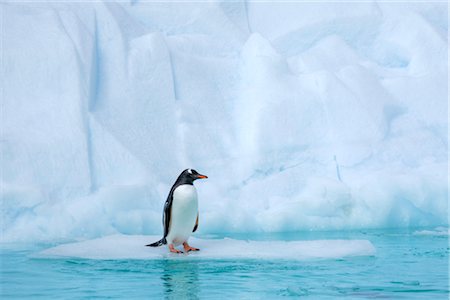 Gentoo Penguin, Antarctica Foto de stock - Con derechos protegidos, Código: 700-02912472