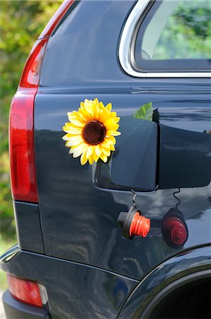 Sunflower in Car's Gas Tank Foto de stock - Con derechos protegidos, Código: 700-02912535