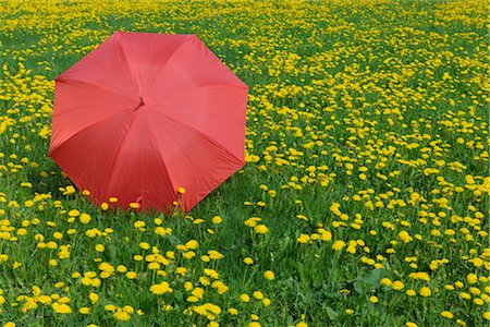 Umbrella in Field of Dandelions Stock Photo - Rights-Managed, Code: 700-02912661