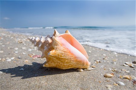 shell nobody - Seashell on Delray Beach, Florida, USA Stock Photo - Rights-Managed, Code: 700-02913035