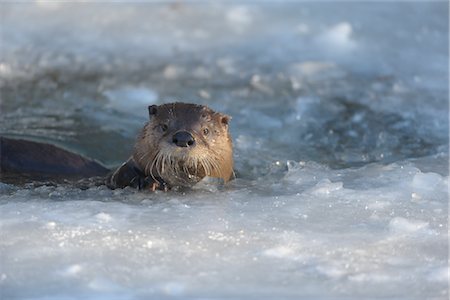 Loutre d'Europe Photographie de stock - Rights-Managed, Code: 700-02935316