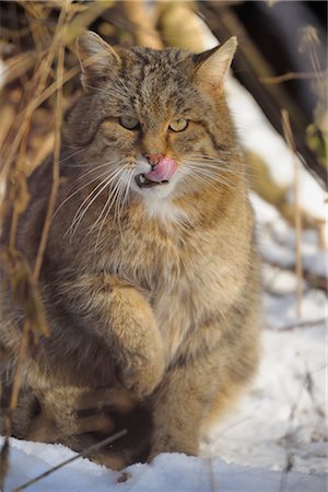 sticking out tongue in snow - Wildcat Stock Photo - Rights-Managed, Code: 700-02935318