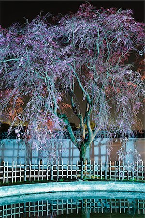 Cherry Tree, le château de Himeji, Himeji, Japon Photographie de stock - Rights-Managed, Code: 700-02935600