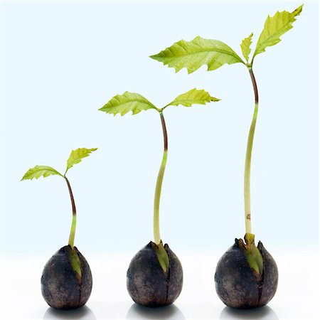 detailed close up shells - Three Sprouting Acorns in Various Stages of Growth Stock Photo - Rights-Managed, Code: 700-02935837