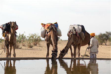 Camels Drinking Water, Thar Desert, Rajasthan, India Foto de stock - Con derechos protegidos, Código: 700-02958000