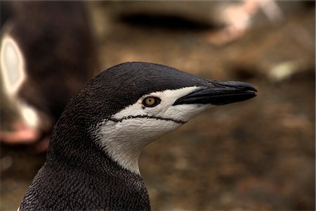 pingüim-antártico - Close-up of Chinstrap Penguin, Antarctica Foto de stock - Direito Controlado, Número: 700-02967488