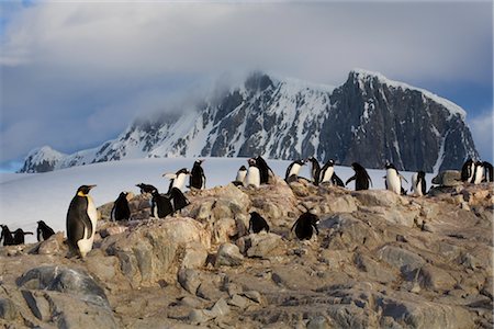 simsearch:700-03083936,k - Emperor Penguin in Colony of Gentoo Penguins, Antarctic Peninsula, Antarctica Stock Photo - Rights-Managed, Code: 700-02967490