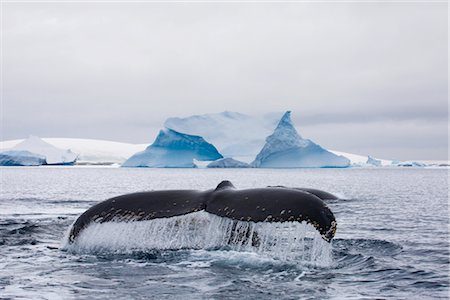 palma - Baleine à bosse, l'Antarctique Photographie de stock - Rights-Managed, Code: 700-02967491