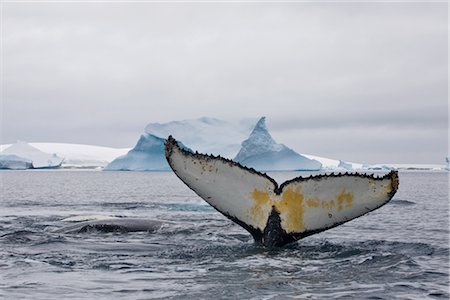 Baleine à bosse, l'Antarctique Photographie de stock - Rights-Managed, Code: 700-02967492