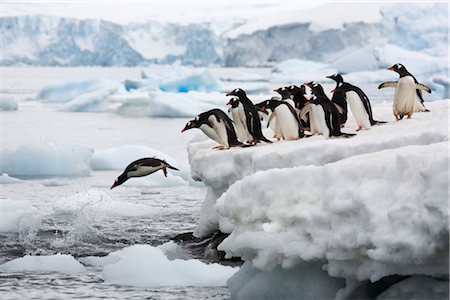pingüino gentoo - Gentoo Penguins Diving into Water, Antarctica Foto de stock - Con derechos protegidos, Código: 700-02967493
