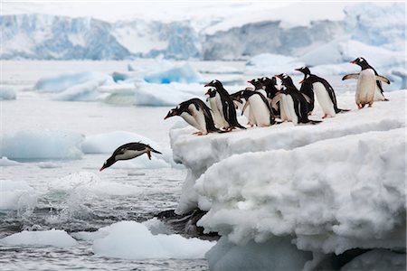 penguin on snow - Gentoo Penguins Diving into Water, Antarctica Stock Photo - Rights-Managed, Code: 700-02967493