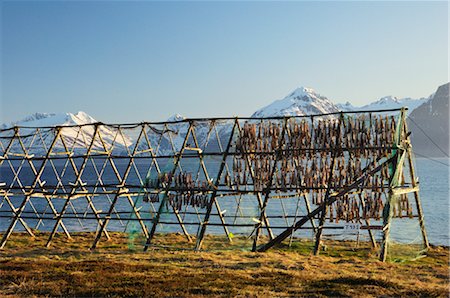 Drying Fish, Lyngenfjord, Norway Stock Photo - Rights-Managed, Code: 700-02967627