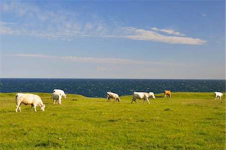 Vaches près des bords de la mer Baltique, près de Kaseberga, Suède Photographie de stock - Rights-Managed, Code: 700-02967652