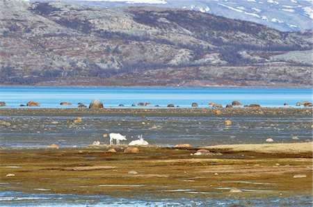 degel - Reindeer, Stabbursnes Nature Reserve, Lappland, Norway Foto de stock - Con derechos protegidos, Código: 700-02967685