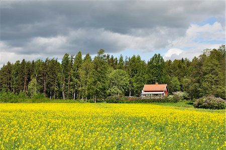 ferme (bâtiment) - Champ de canola, Varmland, Suède Photographie de stock - Rights-Managed, Code: 700-02967774