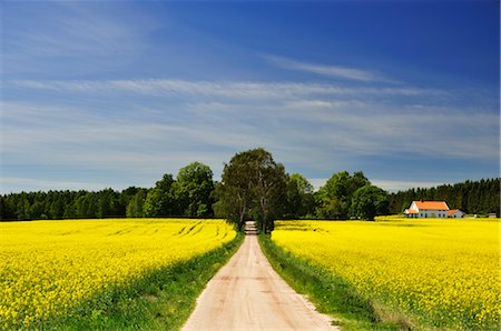 simsearch:700-00917881,k - Chemin de terre, champ de Canola et ferme, Skaraborgs L n, Suède Photographie de stock - Rights-Managed, Code: 700-02967790