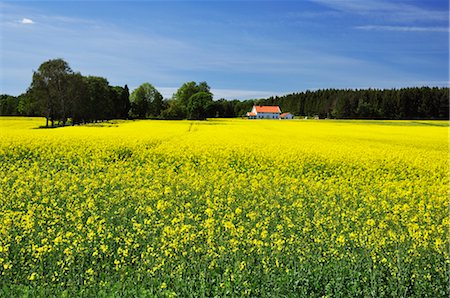 farm canola - Canola Field and Farm, Skaraborgs Län, Sweden Foto de stock - Con derechos protegidos, Código: 700-02967792