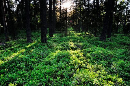 suède - Forêt, Parc National de Store Mosse, Suède Photographie de stock - Rights-Managed, Code: 700-02967803