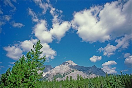 evergreen tree looking up - Mount Kidd, Kananaskis Country, Alberta, Canada Stock Photo - Rights-Managed, Code: 700-03004081