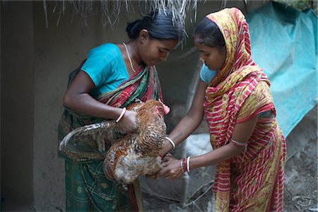 Femmes avec poulet, Village Namkhana, District de South 24 Parganas, Bengale-occidental, Inde Photographie de stock - Rights-Managed, Code: 700-03004207