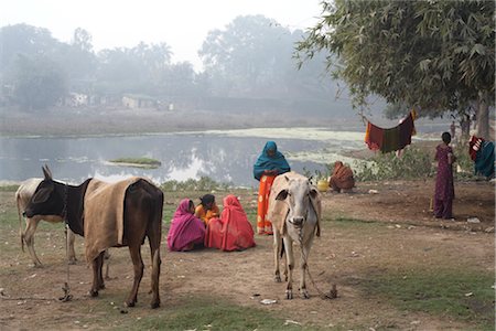 People with Cattle by River, Sarnath, Uttar Pradesh, India Stock Photo - Rights-Managed, Code: 700-03004215