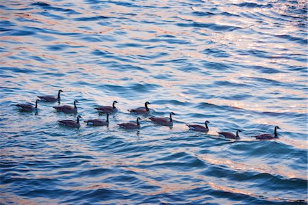 flock of geese - Canadian Geese on Water Stock Photo - Rights-Managed, Code: 700-03004272