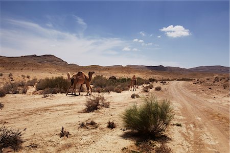 Camels Wandering in Negev Desert, Israel Foto de stock - Con derechos protegidos, Código: 700-03004293