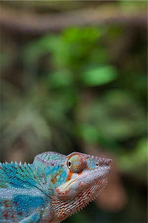 Portrait of Chameleon Stock Photo - Rights-Managed, Code: 700-03003417