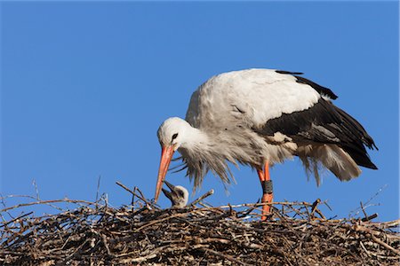 White Stork with Young in Nest Foto de stock - Con derechos protegidos, Código: 700-03003497