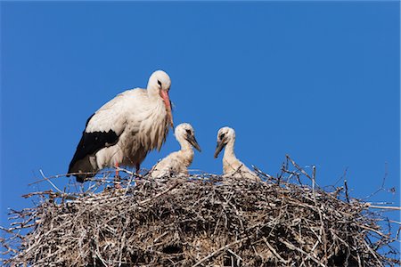 simsearch:400-04406903,k - White Storks in Nest Fotografie stock - Rights-Managed, Codice: 700-03003498