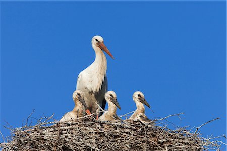 Famille des cigognes blanches en nid Photographie de stock - Rights-Managed, Code: 700-03003504