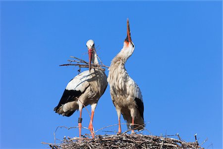 White Storks in Nest Foto de stock - Con derechos protegidos, Código: 700-03003500