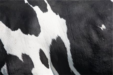 Close-up of a Cow's Skin Foto de stock - Con derechos protegidos, Código: 700-03003584
