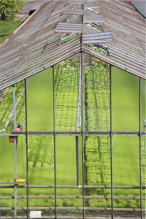 Greenhouse Stock Photo - Rights-Managed, Code: 700-03003618