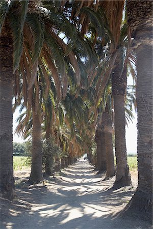 french riviera palm - Ramatuelle, Var, Cote d'Azur, France Stock Photo - Rights-Managed, Code: 700-03003624