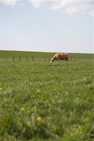 simsearch:700-03685809,k - Cow Grazing in Pasture Stock Photo - Rights-Managed, Code: 700-03003625