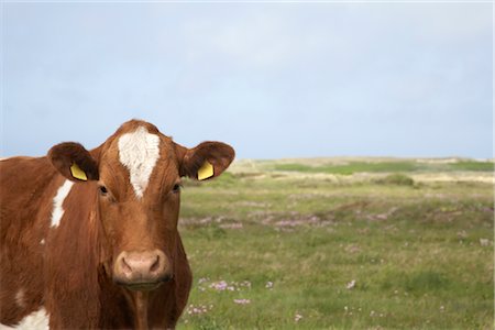 Portrait of Cow Foto de stock - Con derechos protegidos, Código: 700-03003621