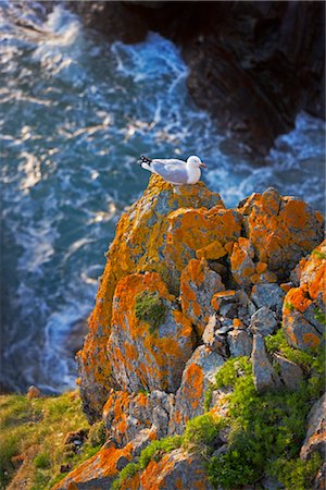 Seagull, Kynance Cove and Lizard Peninsula, Cornwall, England, United Kingdom Stock Photo - Rights-Managed, Code: 700-03016975