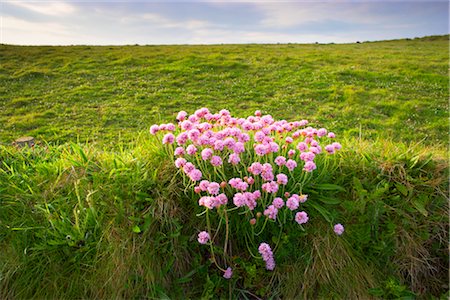 sea thrift - Lizard Point, Lizard Peninsula, Cornwall, England, United Kingdom Stock Photo - Rights-Managed, Code: 700-03016978