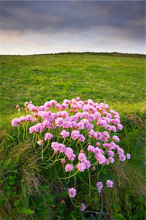 Lizard Point, péninsule de Lizard, Cornwall, Angleterre, Royaume-Uni Photographie de stock - Rights-Managed, Code: 700-03016979